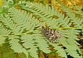 grayling butterfly, grayling